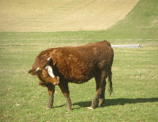 Ferme d'En Barrus : nature