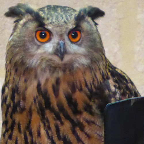 Chouette que manges tu ? - Bordeaux 2019