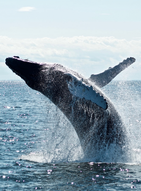 Les simples conférences : plongeur spécialiste des cachalots