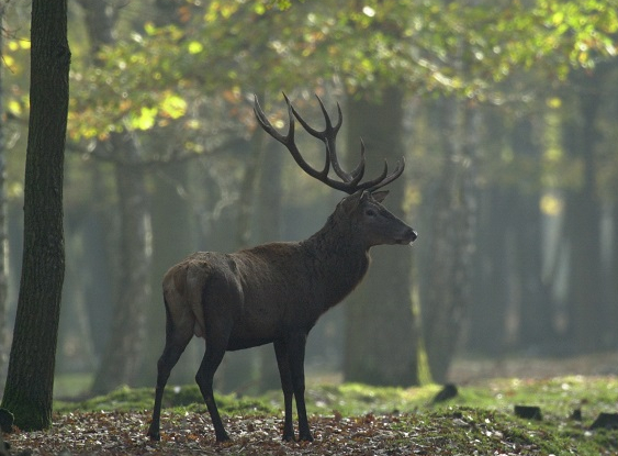 Forêt de Rambouillet