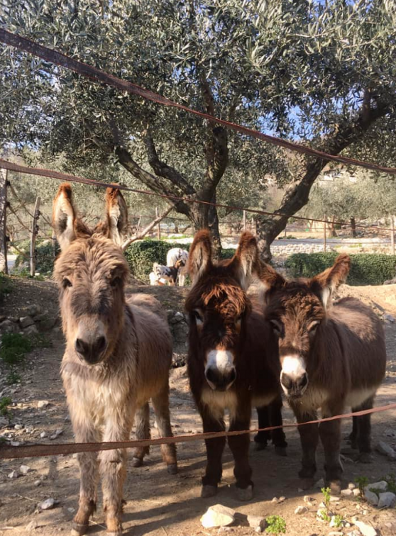 Ferme Domaine de la Tour : Ânes