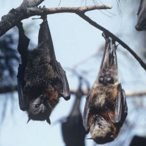La Nuit de la chauve-souris près de Strasbourg