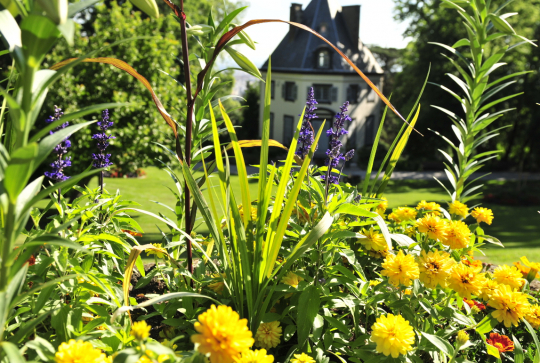 Parc Bargoin à Chamalières : fleurs