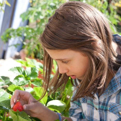 Domaine de la Poste à Bédenac - Fille qui regarde une fraise