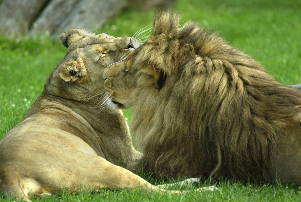 Lions de la Bourbansais