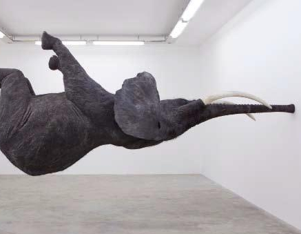 Daniel Firman, Nasutamanus,