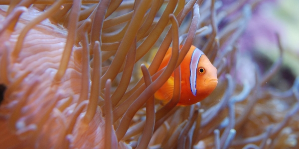 Poisson clown et son anémone