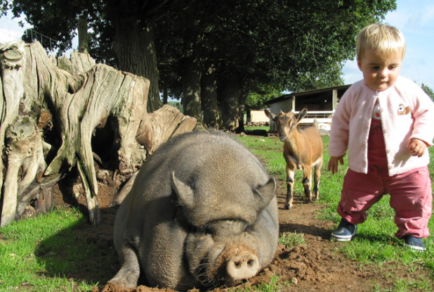 La Ferme du monde de Carentoir, parc animalier.