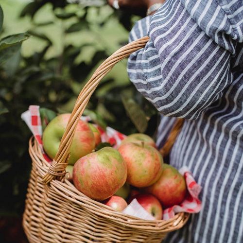 Château D'Astros : Cueillette de pommes