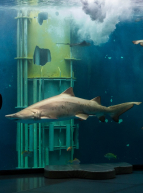 Grand Aquarium - Saint-Malo
