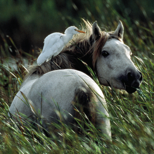 Les Chevaux du sud 2015 : affiche officielle