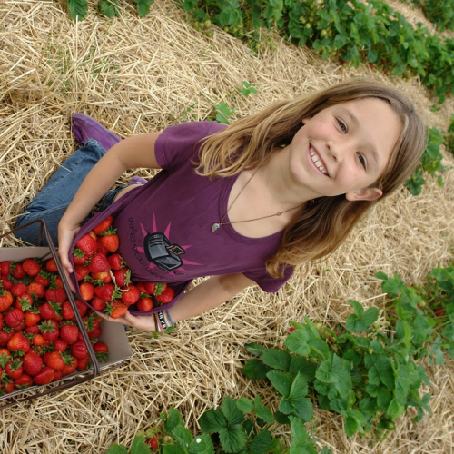 Top des cueillettes : Une petite fille récolte des fraises
