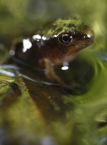 Planète grenouille mnhn