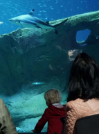 Famille devant un requin à l'Aquarium de Paris