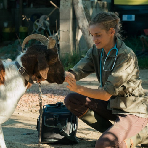 Les Vétos : chèvre