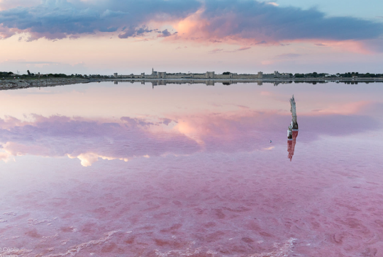 Le Salin D'Aigues-Mortes : Étendue d'eau à la couleur rose