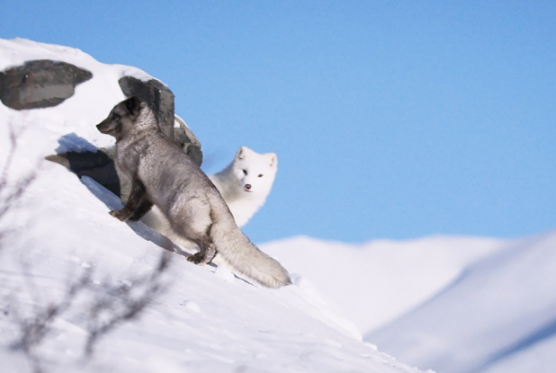 Kina & Yuk : renards de la banquise - pente