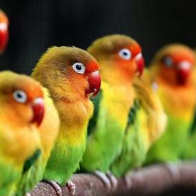 Salon de la fleur et de l'oiseau