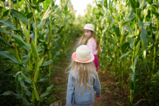 Enfants dans un labyrinthe de maïs