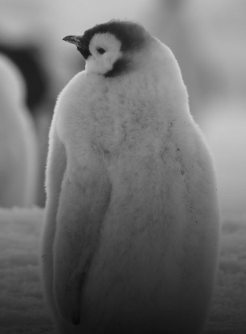 Exposition "Terra incognita"