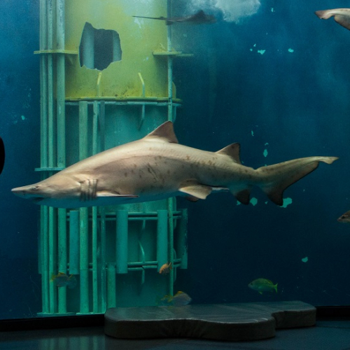 Grand Aquarium - Saint-Malo
