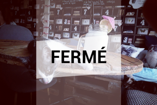 Chat'Lounge : Fermé