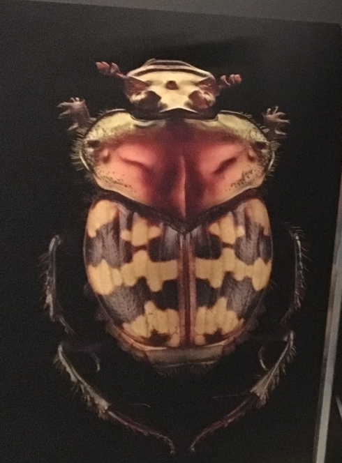 Expo : Coléoptères, insectes extraordinaires