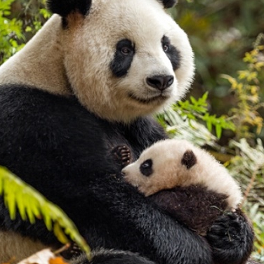 Journée de la Terre avec Disney Nature - Pandas "Nés en Chine"