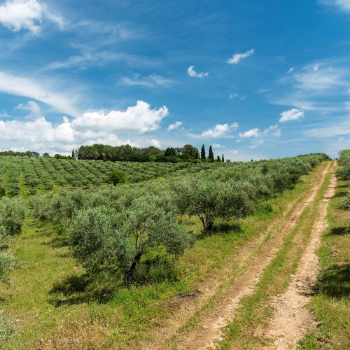 Domaine de l'Oulivie