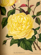 Rose de Lyon - Jardin Botanique de Lyon