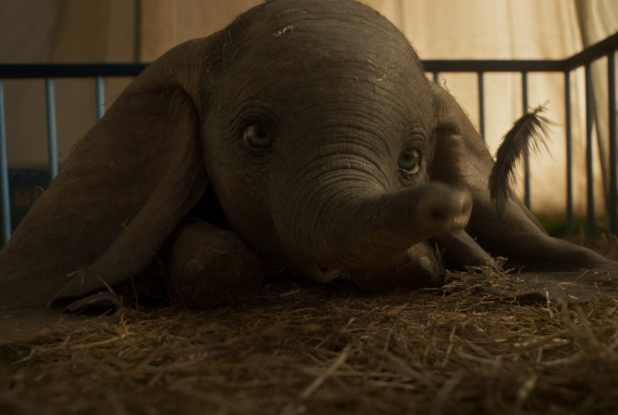 Dumbo, le film - Plume