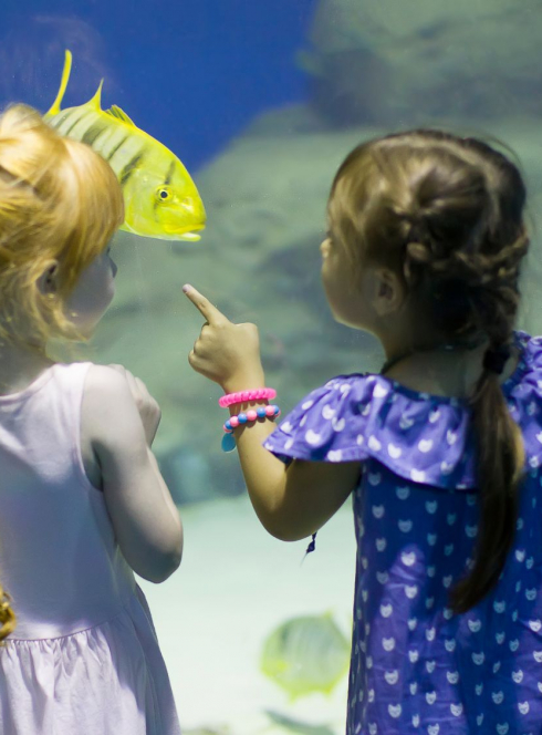 Pas d’aquarium à Bordeaux