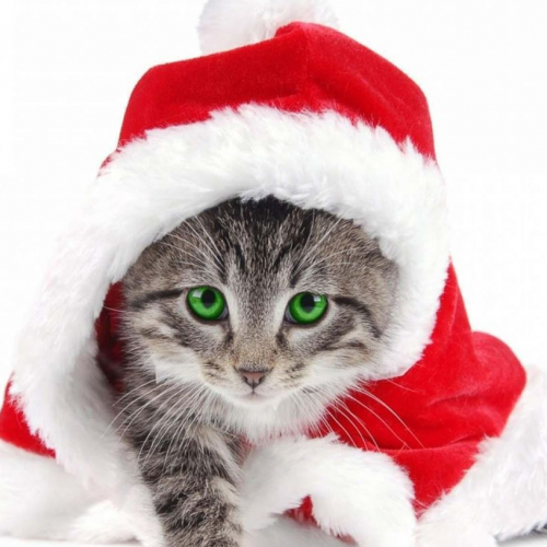 Chat Noël