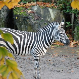 Le parc zoologique de Lille