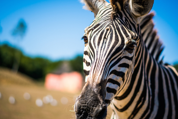 Planète Sauvage : zèbre