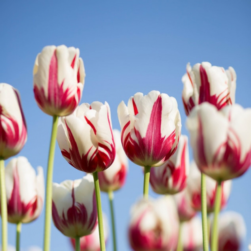 Sud Bellecour fête l'été