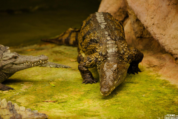 Ferme aux Crocodiles