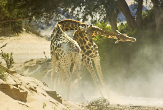 Un nouveau jour sur Terre : girafes combat