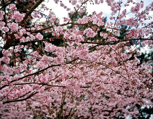 Parc oriental Maulévrier