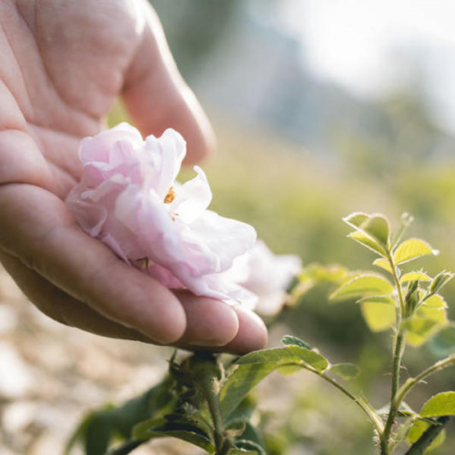 Veduta : Eau de Rose - Thierry Boutonnier