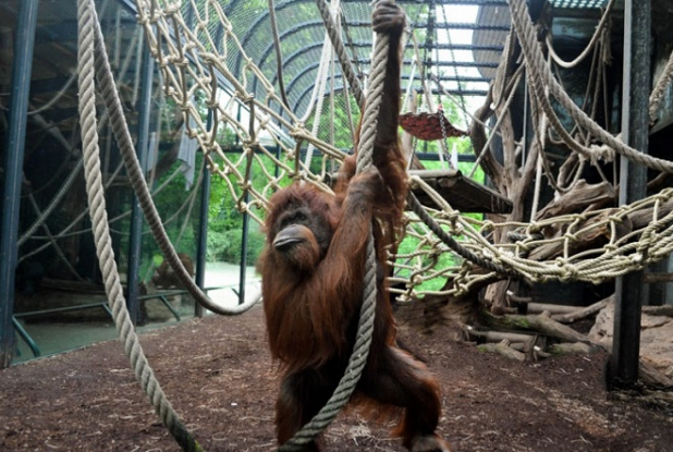 Ménagerie © MNHN - Jérôme Munier