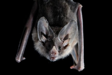 Nuit de la chauve-souris