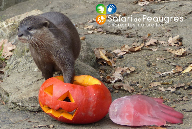 Halloween au Safari de Peaugres
