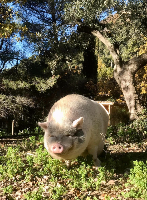 Ferme Domaine de la Tour : Cochon