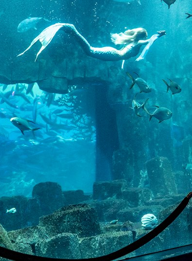 anniversaire aquarium de paris Aquarium A Paris Les Adresses Dans La Region Idf Citizenkid anniversaire aquarium de paris
