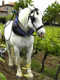 Domaine Baron Thomières