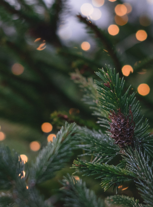 Quel est le sapin le plus écologique ?