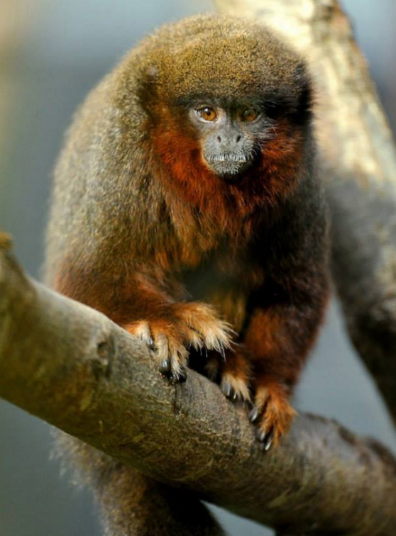 Parc zoologique de Paris Photo F-G Grandin © MNHN]