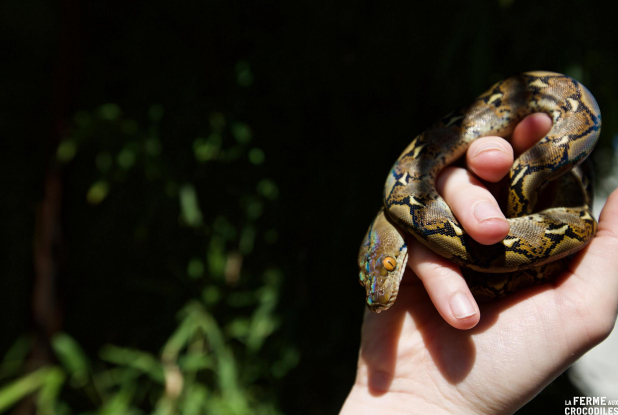 Ferme aux Crocodiles