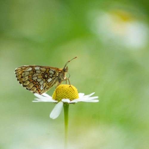 "Symbiose" Territoires Sauvages